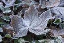 Winter_Leaves